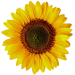 cropped-pollinate-sunflower-transparent-1.png
